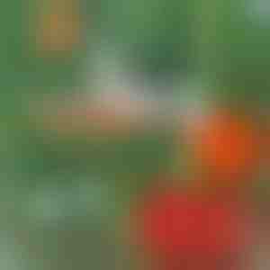 Professionele plantennietmachine | PLANTENBRAND