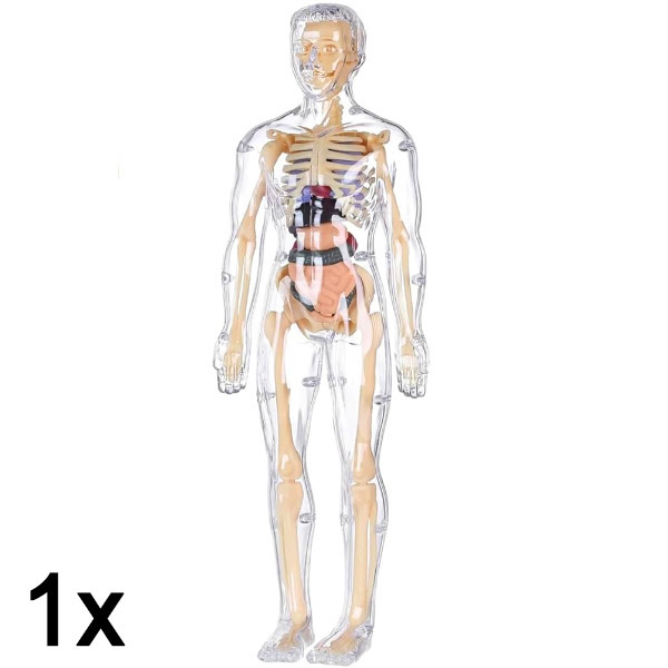 1x 3D menselijk lichaam anatomie leermodel | FLESHTOPIA