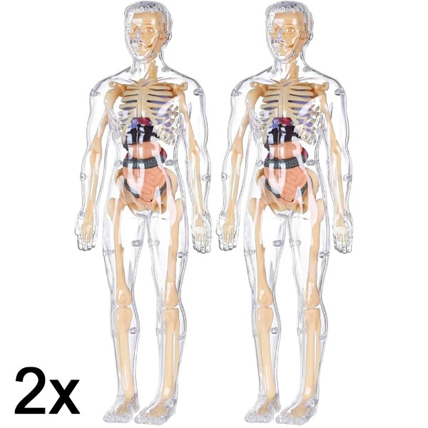2x 3D menselijk lichaam anatomie leermodel | FLESHTOPIA