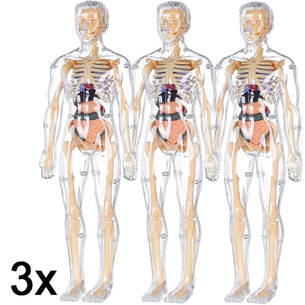 3x 3D menselijk lichaam anatomie leermodel | FLESHTOPIA